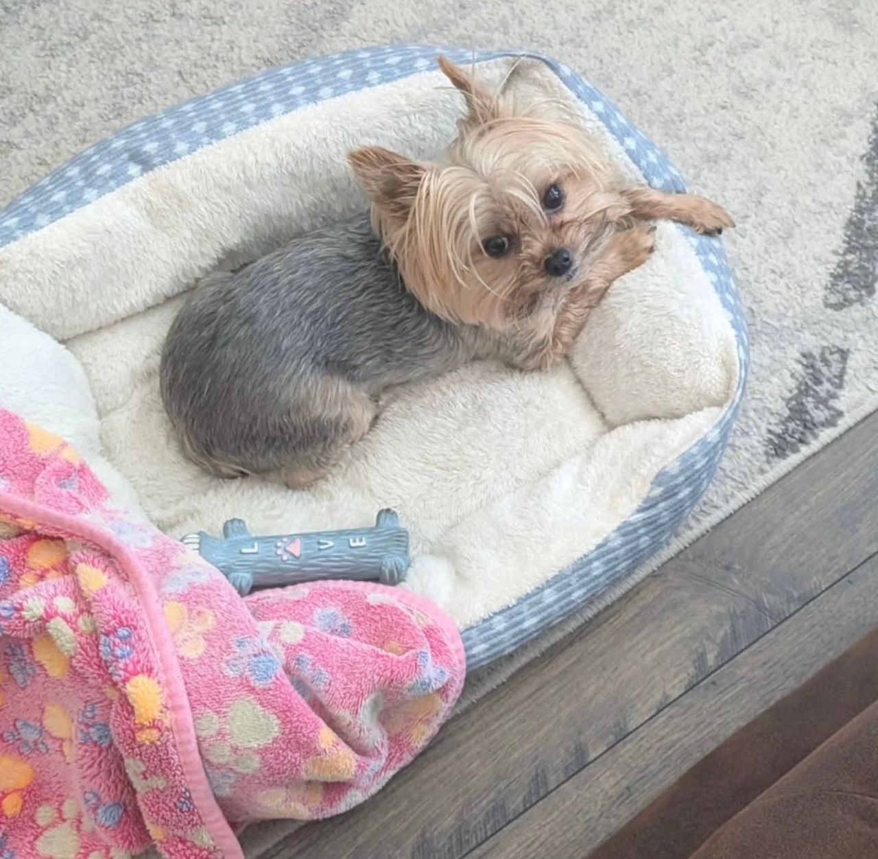 Daisy - Image 2